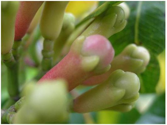 Kwiat Goździka / Clove (Syzygium aromaticum)
