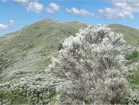Manuka (łac. Leptospermum scoparium) czyli drzewo herbaciane | Magia-Urody.pl