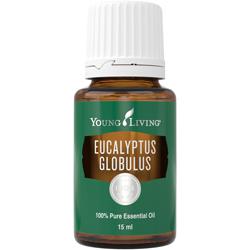 Eucalyptus-Globulus-Young-Living | magia-urody.pl