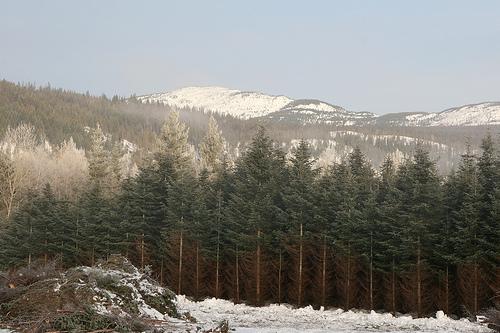 Olejek Balsam Fir Idaho (Abies balsamea) | Magia-Urody.pl