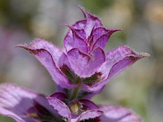 Kwiat Clary Sage | magia-urody.pl