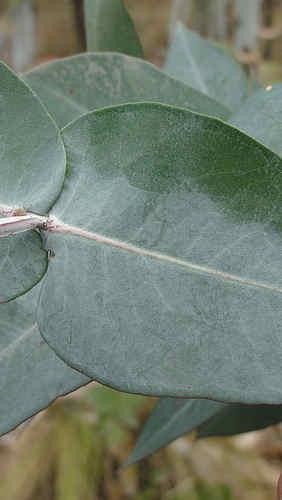 Olejek Eucalyptus Blue (Eucalyptus bicostata) | Magia-Urody.pl