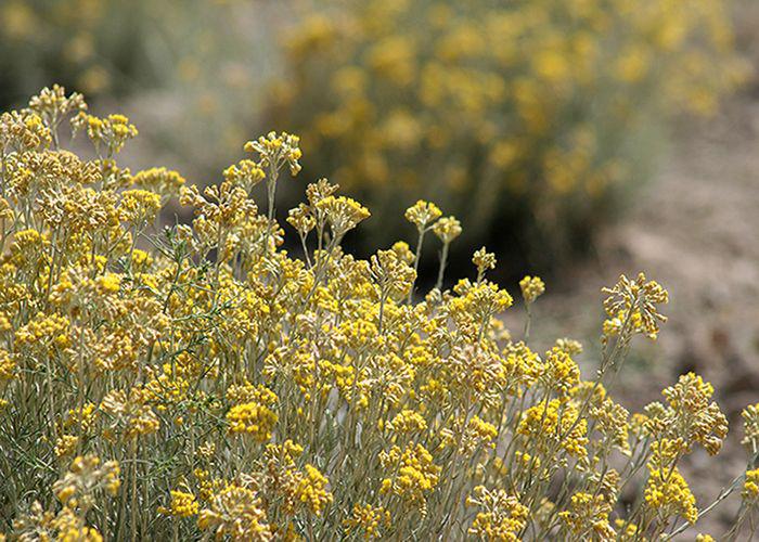 Helichrysum (Helichyrsum italicum) | Magia-Urody.pl