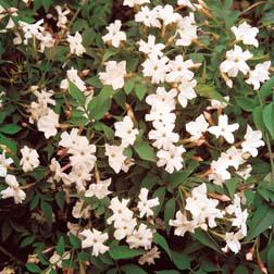 Kwiaty jaśminu / Jasmine (Jasminum officinale) | magia-urody.pl