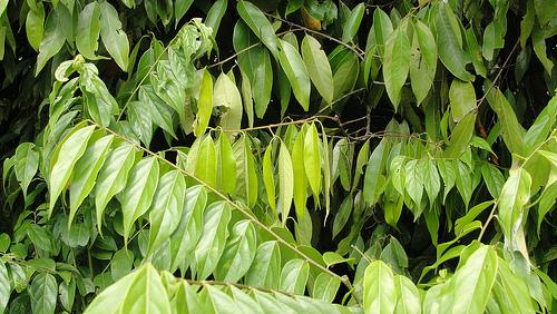 Olejek Ocotea (Ocotea quixos) | magia-urody.pl