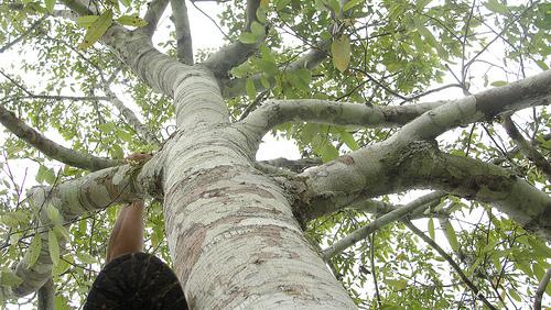 Olejek Ocotea (Ocotea quixos) | magia-urody.pl