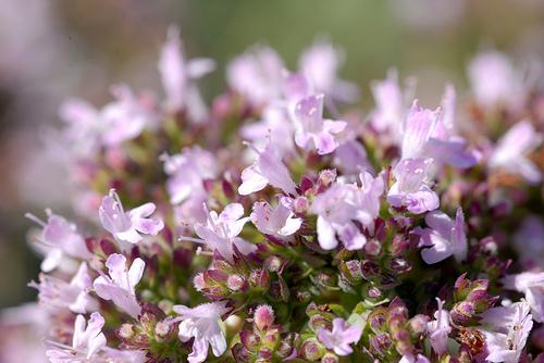 Kwiaty Oregano | magia-urody.pl