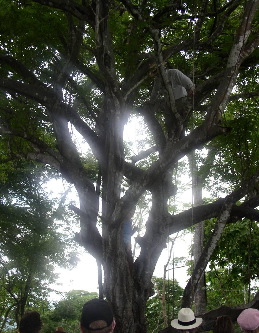 Olejek Palo Santo (Bursera graveolens) | magia-urody.pl