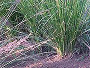 Vetiver | http://magia-urody.pl/aromaterapia