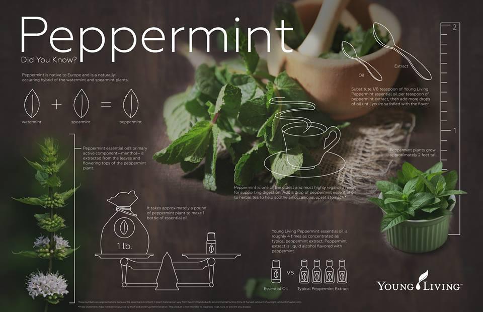 Mięta pieprzowa / Peppermint (Mentha piperita) Young Living Essential Oils | Magia-Urody.pl