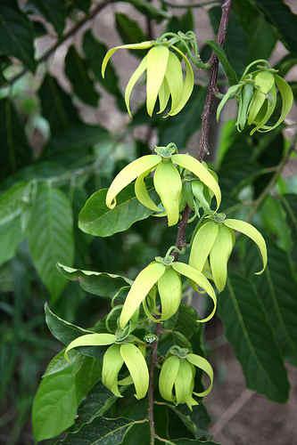 Kwiaty Ylang Ylang (Cananga odorata) | magia-urody.pl